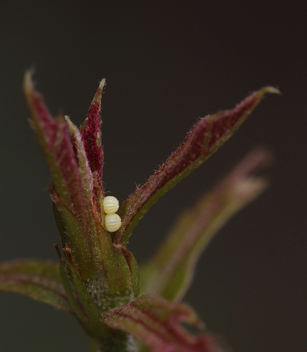 Horace's Duskywing eggs